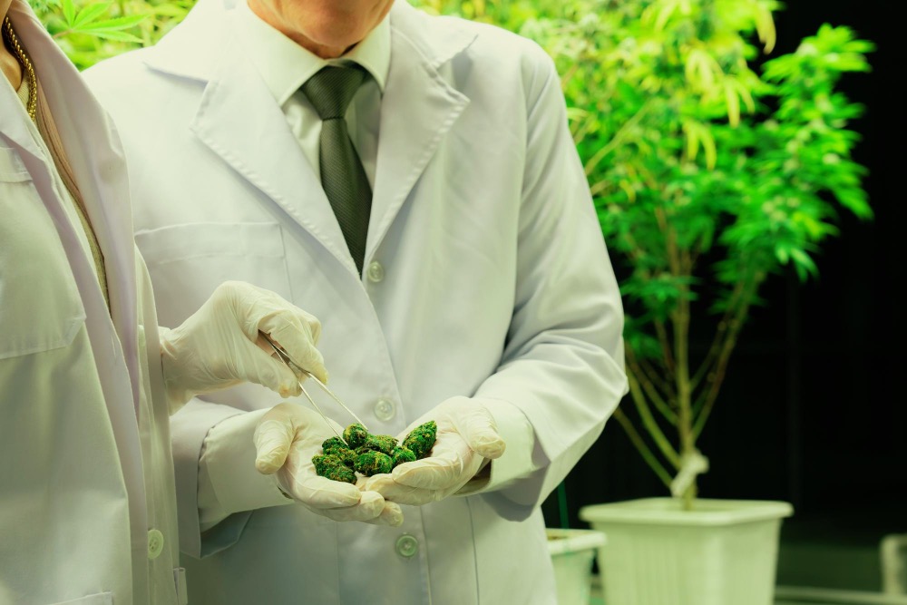 Legalização da Maconha - O inicio da Drogadição em Massa